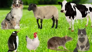 Ultimate Farm Animal Sounds:10 Cow, Sheep, Cat, Dog | 