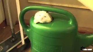 ❀✿ AyaAnny Cats video ❀✿ 30