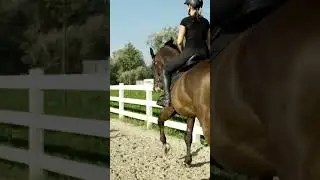 Are You Tipping Forward in the Canter??  #shorts #canter #cantermania