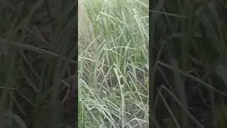 LEHSUN KI KHETI APNE GARDEN MEIN. GARLIC FARMING FIRST TIME. WHEN CROP