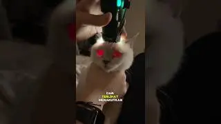 Mata kucing ini seketika berubah menjadi merah