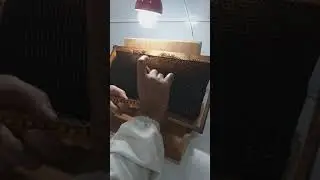 التطعيم في تربية النحل