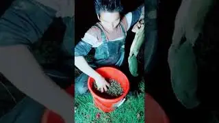 The Truth About the Turtle Farm Industry