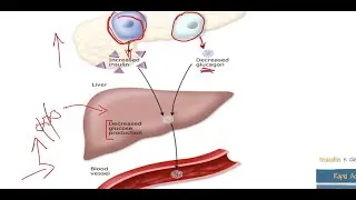 Diabetes 5: Incretin Hormones