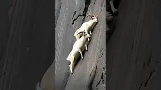 Goat&rsquo;s Wild Climbing Skill!  #wildlife #mountains #goat #animals #nature #kinggoat