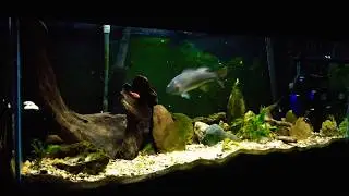 Coosa Bass decimates Feeder Goldfish in Aquarium.