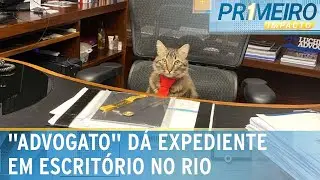 Gato é 