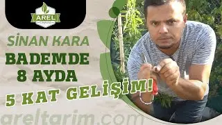 BADEM FİDANLARI 8 AYDA NASIL 5 KAT BÜYÜDÜ?