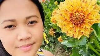 Sunflower Kingdom 2020