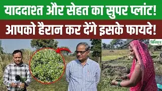 Brahmi के चमत्कारी फायदे | दिमाग, याददाश्त और सेहत का Super Plant | Bacopa monnieri farming