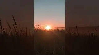 winter evening at rice field best sunset 😊 #cinematic #shorts #trendingshorts