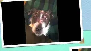 Faith, the Ugly Dog Photo Book Video