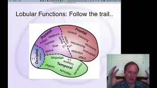 GenPsych Course 2020, Neuroscience 5: Functional Specialization in Cortex