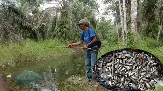 Set a fish trap and harvest thousands of wader fish