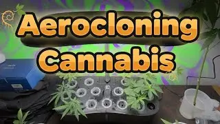 Aerocloning cannabis with ultrasonic mister. Just another easy way to clone your cannabis plants 