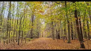Herbstwald
