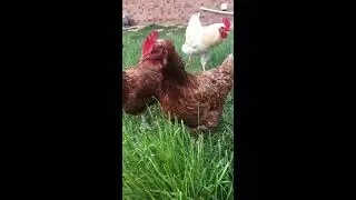 Farm Yard Animal Noises SLO MO F Compilation Jakes Farm Yard