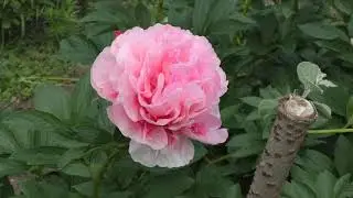 пион Glowing Raspberry Rose