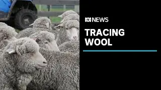 Paddock to store: How e-bales may help wool supply chain | ABC News