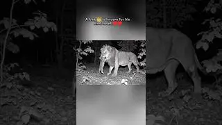 😱😱Lion Saves kitten Night Vision | Heart Touching Jungle Story 🦁🐶| 2026 #lion #dog #cat #animals