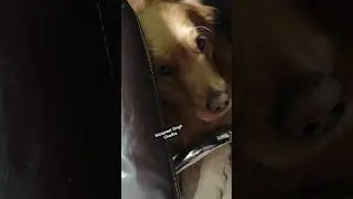 Mr Troophy (our pet)  is not feeling safe in this bad weather ☁️ #dog #minivlog