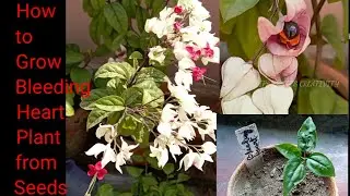 How to grow Bleeding Heart plant from seeds
