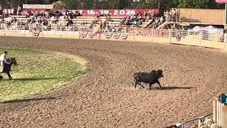 Pendleton Round Up 2025