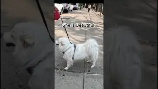 BEAUTIFUL AMERICAN ESKIMO DOG and DAD WALKING#SHORTS!!!