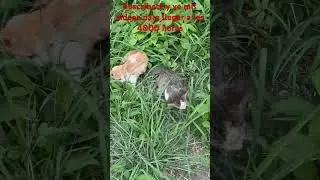 Haci&eacute;ndose el muertito 😁😁😁🐈❤️❤️