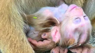 Pitiful Baby Sacky hurt injured she sleep relax after getting milk Mama SASHA to take care her