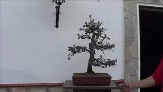 TRANSPLANTE DE  Encina ( QUERQUS Ilex)