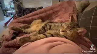 Champion Snuggler Kitty! #fyp #tiffocracy #drtiffany #cats #audreythekitty #purr #snugglykitty
