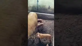 Beautiful pure breed Duroc piglets: parents are massive and barrel-body, could be seen. #duroc #pig