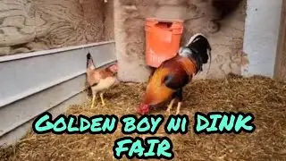 Dink Fair Golden Boy