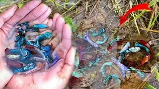 Unbelievable Great Betta Catching Betta Fish Galaxy, Hellboy, Candy, Fancy. From Nature Betta Place.