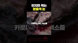 만지면 죽는 분홍색 눈 ㄷㄷㄷㄷ