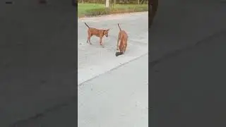dog diet food #doglover #viralvideo #trending