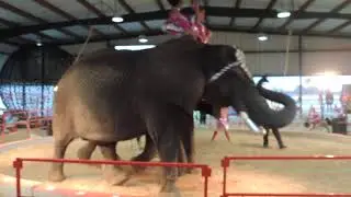 Circus Pages Elephant & Camel Liberty Act