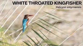 WHITE THROATED KINGFISHER | HALCYON SMYRNENSIS | AKROTIRI MARSHES, CYPRUS | NATURE | WILDLIFE