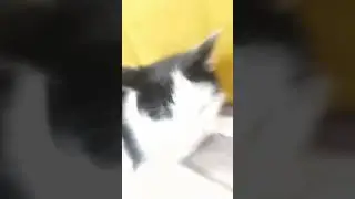 это видео длится 3 секунды можешь лилестать ♪♫*•♪ /симбочка пимбочка/
