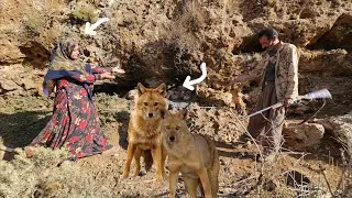 🌄🏔️ Bazegasht's bloody revenge on the wolves: Kulthum's hard fight to save the wolves🐺