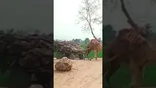 #Camel Pulling Big Weight#Camel Pulling Big Loaded Cart#