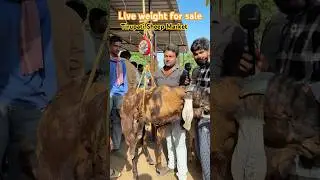 Tirupati Sheep Market every Saturday live weight for sale @Friendsdairyfarm #goat #sheeps