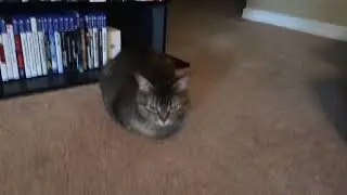 My Cat Loafing Song