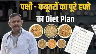 कबूतरों को रोजाना खाने में क्या दे || Pigeon Birds Weekly Diet Plan | Dr Nagender Yadav