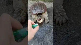 Dragon turtle bite force attack lighter #fishing #carps #freshwaterfish #turtle #carpy #carpfish