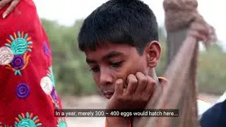 From Predators to Protectors The Story of Sindhudurg's Turtle Conservation Initiative