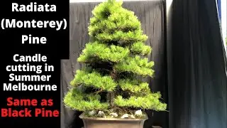 Radiata (Monterey) Pine Bonsai Candle cutting in Summer Melbourne SAME AS BLACK PINE