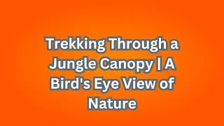Trekking Through a Jungle Canopy | A Bird's Eye View of Nature