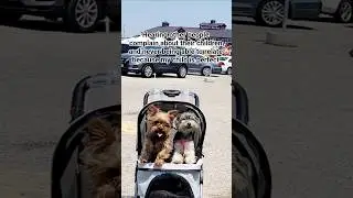 Yorkies Are the Perfect Kids 🐾 | Funny Relatable Dog Mom Moment!